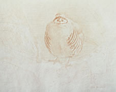 Left Frontal Study of a Chukar