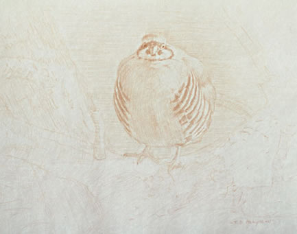 Left Frontal Study of a Chukar