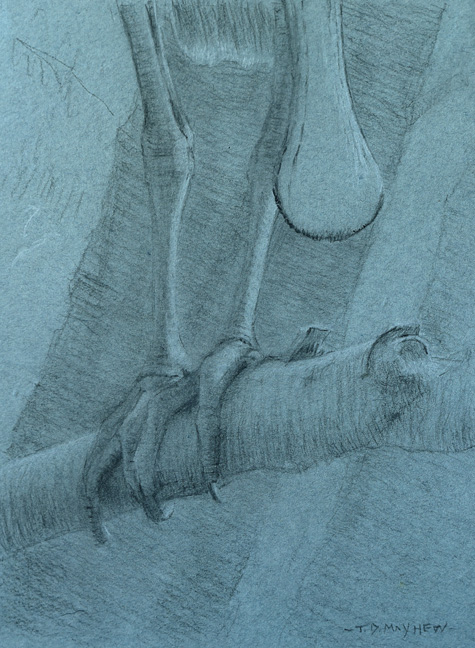 Left frontal study of the feet of a roseate spoonbill grasping a branch