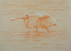 Left frontal study of a roseate spoonbill wading in water