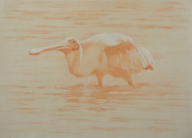 Left frontal study of a roseate spoonbill wading in water