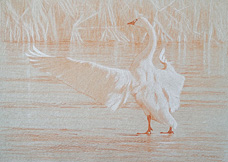 Left posterior study of a tundra swan drying its wings