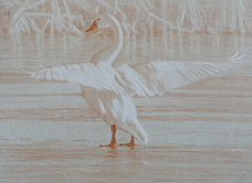 Left posterior study of a tundra swan with  outstretched wings