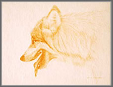 Left Side Head Study of a Panting Gray Wolf