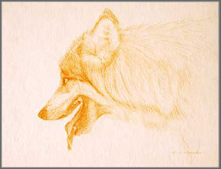 Left Side Head Study of a Panting Gray Wolf
