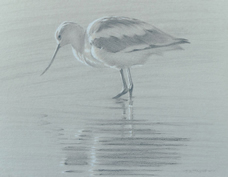 Left side study of an American avocet