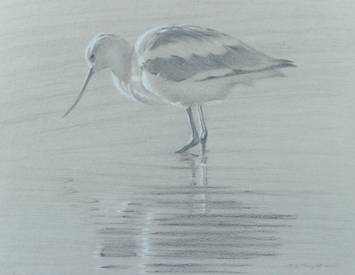 Left side study of an American avocet