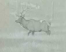Left Side Study of a Bull Elk on Alert