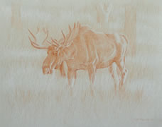 Left side study of a bull moose 