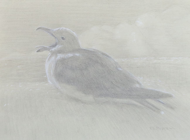 Left side study of a Heermann's gull on a ledge 