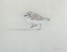 Left Side Study of a Juvenile Snowy Plover Taking a Step