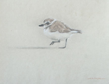 Left Side Study of a Juvenile Snowy Plover Taking a Step