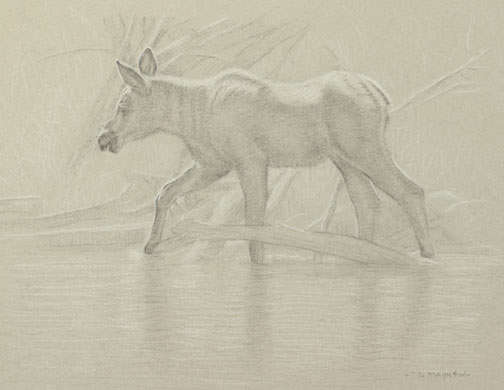 Left Side Study of a Moose Calf Stepping Over a Log 