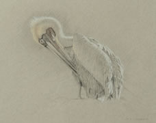Left Side Study of a Preening Brown Pelican