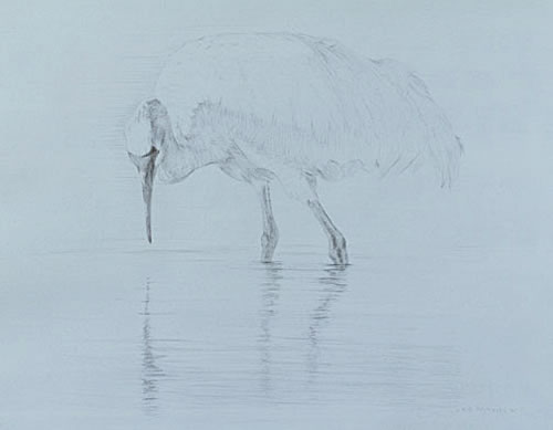 Left Side Study of a Sandhill Crane Looking into the Water