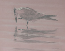 Left side study of an elegant tern scratching its bill