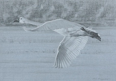 Left side study of a flying tundra swan