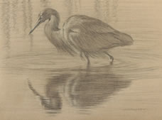 Left side study of a little blue heron