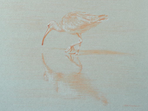 Left side study of a long-billed curlew, its shadow, and its reflection