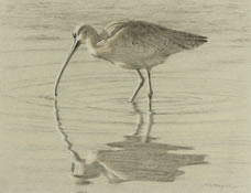 Left side study of a long-billed curlew standing in water 