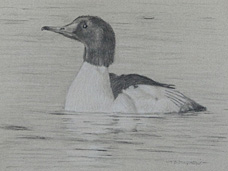 Left side study of a male common  merganser