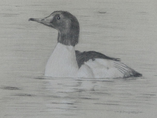 Left side study of a male common merganser