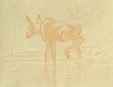 Left Side Study of a Moose Calf Walking in Water with Raised Hindfoot