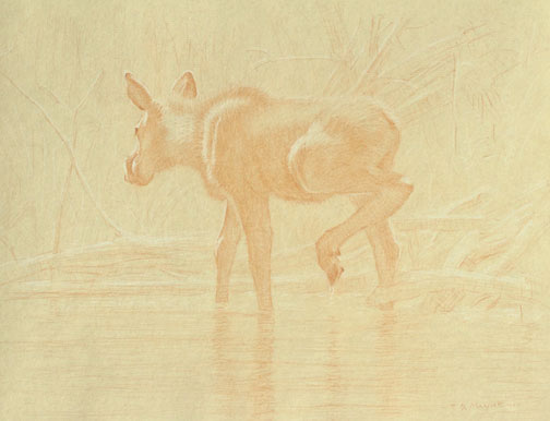 Left Side Study of a Moose Calf Walking in Water  with Raised Hindfoot