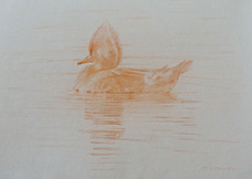 Left side study of a swimming female hooded merganser 