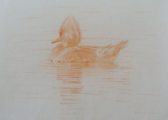 Left side study of a swimming female hooded merganser