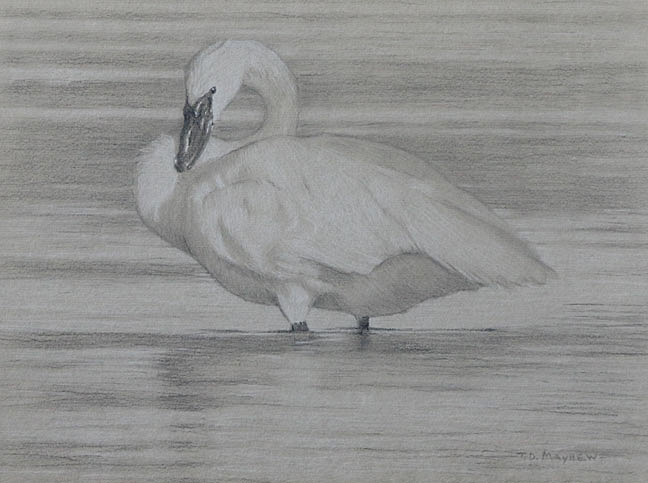 Left side study of a trumpeter swan standing in water