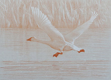 Left side study of a tundra swan running on ice with outstretched wings