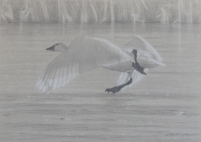 Left side study of a tundra swan running on ice