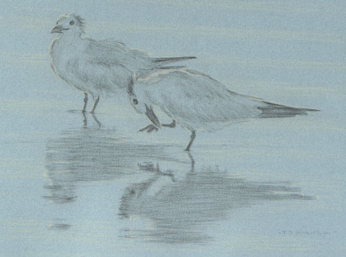 Left side study of two elegant terns, one scratching its bill
