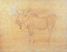 Left Side Study of a Bull Moose Looking Back