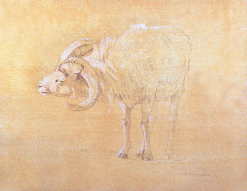 Left Side Study of a Dall Ram Sniffing