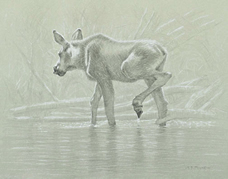 Left Side Study of a Moose Calf Walking in Water