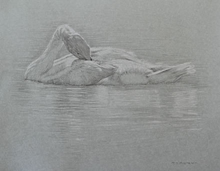 Left Side Study of a Trumpeter Cygnet Preening its Back