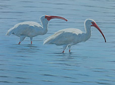 Les deux ibis