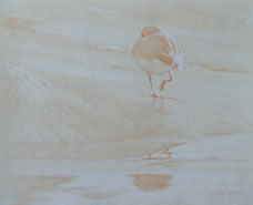 Posterior Study of a Snowy Plover 