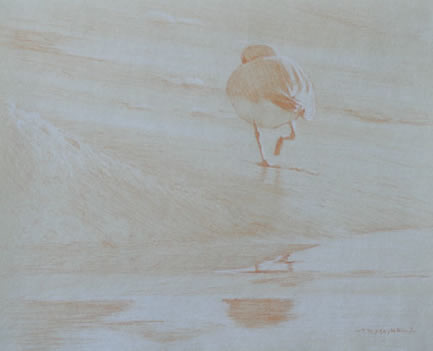 Posterior Study of a Snowy Plover 