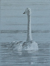 Posterior study of a swimming tundra swan 