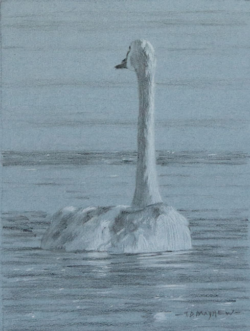 Posterior study of a swimming tundra swan