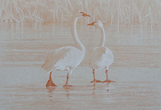 Posterior study of two tundra swans standing on ice 