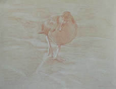 Right frontal study of a black oystercatcher