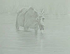 Right Frontal Study of a Cow Moose Drinking Water