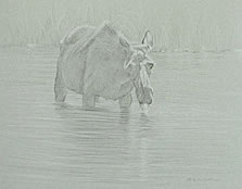 Right Frontal Study of a Cow Moose Drinking Water