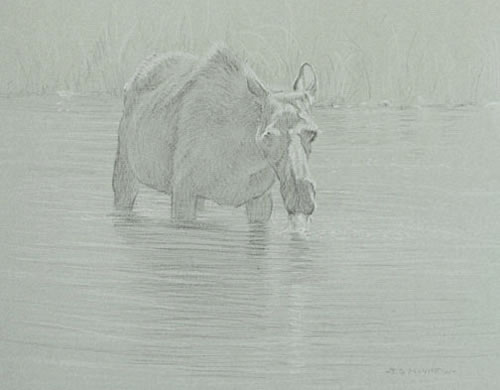 Right Frontal Study of a Cow Moose Drinking Water