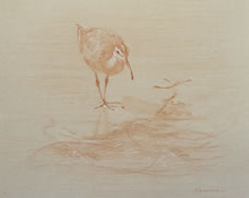 Right frontal study of a long billed curlew with seaweed 