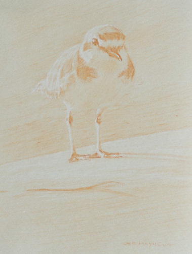 Right frontal study of a standing snowy plover
